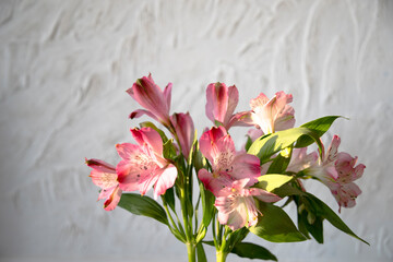 Fototapeta na wymiar Flowers on white background