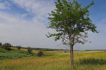Two slender trees have merged into one and stand alone in the middle of a blooming field.