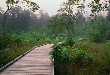 Boardwalk in Big Thicket Preserve, Texas