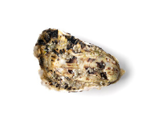Fresh Closed Oyster Isolated on White Background.