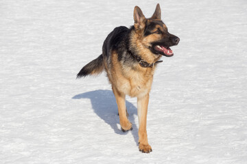 Cute german shepherd dog puppy is walking on white snow in the winter park. Pet animals.