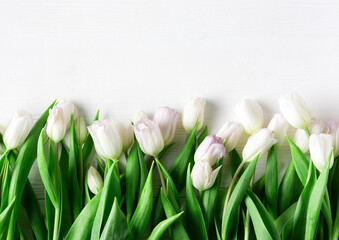 Delicate spring tulips lie on a white wooden background, copy space, horizontal orientation