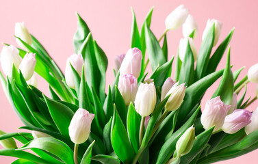 Big beautiful bouquet of pink tulips on a pink background, horizontal orientation