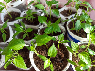 seedlings in pots on a white window. How to grow food at home on a windowsill. sprouts of green plants and home gardening