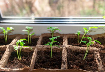 seedlings in pots on a white window. How to grow food at home on a windowsill. sprouts of green plants and home gardening