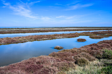 Paysage de Camargue