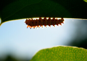 A caterpillar on a bean leaf crawls upside down