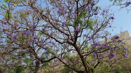 Tall tree with clusters of lilac flowers on the streets of the city