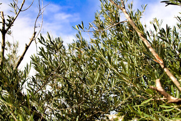 Olive tree branches under the sun