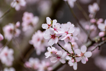 Fototapeta na wymiar Spring blossom of pink sakura cherry tree