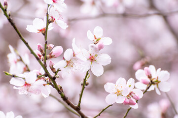 Spring blossom of pink sakura cherry tree