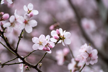 Spring blossom of pink sakura cherry tree