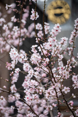 Spring blossom of pink sakura cherry tree