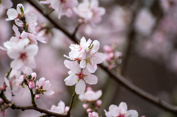 Spring blossom of pink sakura cherry tree