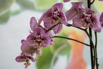 Blossom of colorful tropical decorative orchids flowers