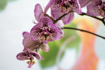 Blossom of colorful tropical decorative orchids flowers