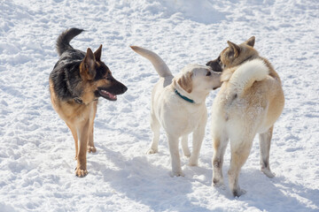 Labrador retriever puppy, german shepherd dog puppy and american akita puppy are staning on a white snow in the winter park. Pet animals.