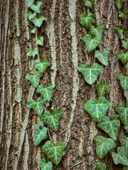 a beautiful pattern of a ivy climbing to a tree