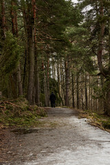 Fototapeta premium Silhouette of a man on the road in a dark mystical forest on a cloudy spring day.