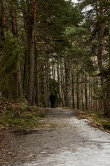 Silhouette of a man on the road in a dark mystical forest on a cloudy spring day.