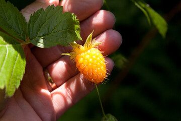 Ripe, yellow, Wild Salmon-berry being held in hand while still on the vine