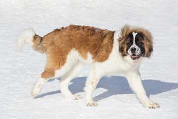 Cute moscow watchdog puppy is walking on white snow in the winter park. Pet animals.