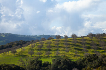 Lush green hill with evenly spaced orchard trees in checkerboard pattern across the landscape. Dramatic storm clouds in the blue sky.