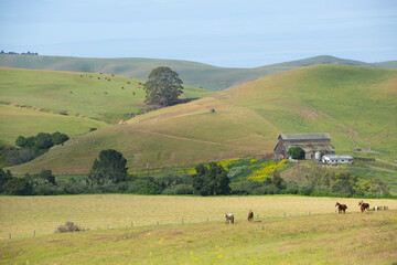 Rolling green hills with barn and pastures with cows and horses