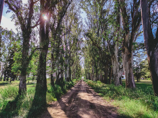 Fototapeta premium spring my best season 