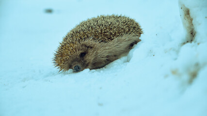 A frozen hedgehog on snow © Pic&shoot