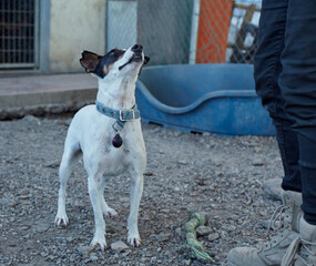 Small black and white dog with a collar in the dog shelter