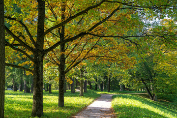 Autumn alleys of the park Openwork interweaving of tree branches. Bright sunlight.
