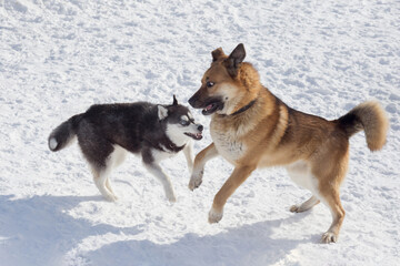 Cute siberian husky puppy and multibred dog are playing on a white snow in the winter park. Pet animals.