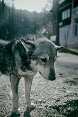 An old dog in his own yard