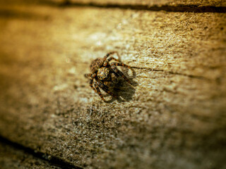 Araña saltarina encima de un tronco macro