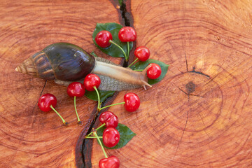 The Achatina snail crawling on a cherry tree stump with a crack and tree ring texture. Summer time.