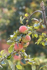 apples on a tree