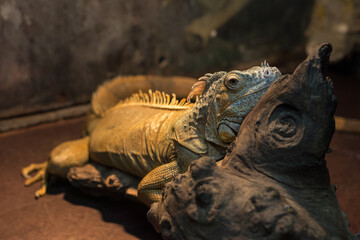 iguana on a tree