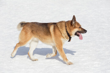 Multibred dog is walking on white snow in the winter park. Pet animals.