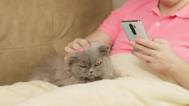 Man with a mobile phone in his hand sits on a sofa covered with a blanket, stroking a British cat that sits on his legs