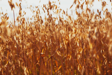 Oat cereal fields with blue sky on a sunny summer day. 