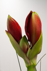 Buds of a red Amaryllis flower