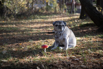 a pug dog sits on the lawn on a sunny summer day and next to it is a mushroom fly agaric