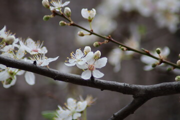blooming tree