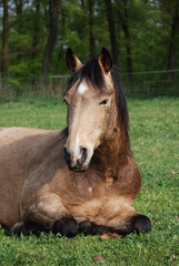 Fototapeta premium Ponies schlafen im Herdenverband