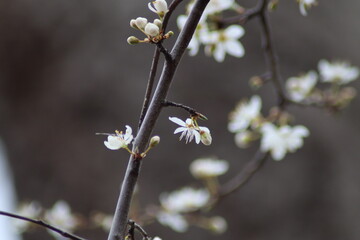 blooming tree