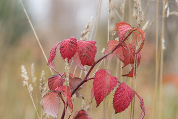 red leaves