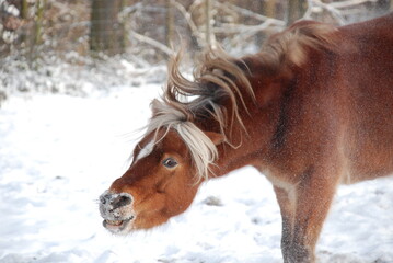 Pony wälzt sich im Schnee