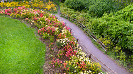 Flowerbed with colorful azaleas in the park.