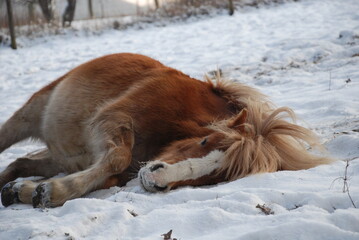 Pony wälzt sich im Schnee